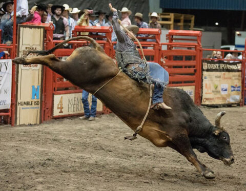 Attend Local Fairs & Festivals in Humble, TX
